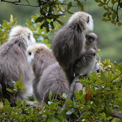 Grey Langurs